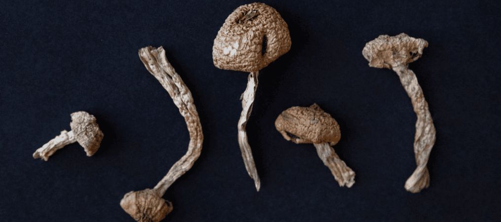 Today, Organic Shroom Canada gives you access to the most potent shrooms in the comfort of your home. 