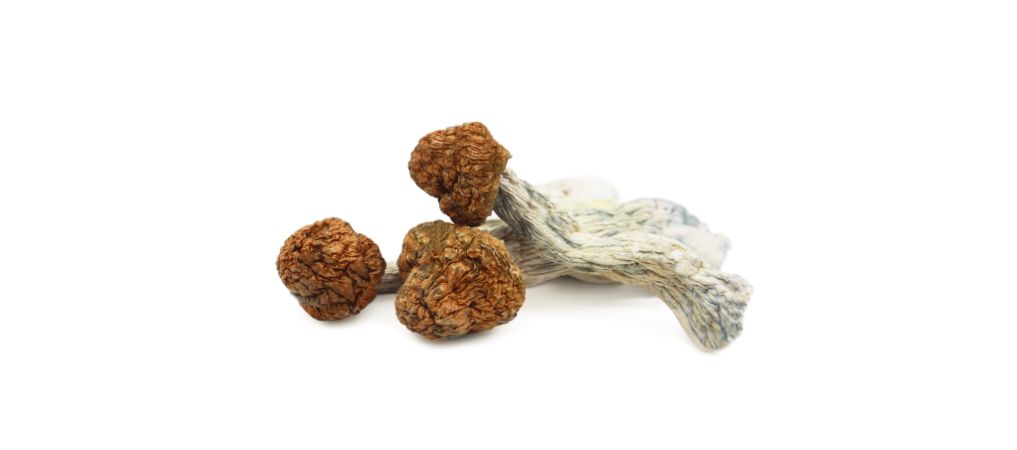 Where can you buy Trinity shrooms online? Organic Shroom Canada is the leading mushroom dispensary in Vancouver, and it ships to the whole of Canada.