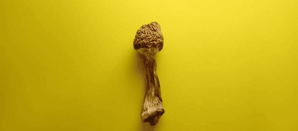 Buying the most potent shrooms online can be exciting and challenging at the same time. 