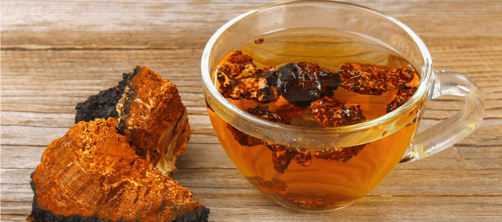 Chaga mushroom tea is a traditional drink in Northern Europe and various parts of Russia. It's known for its delectable flavour, potent aroma, and incredible health benefits. 