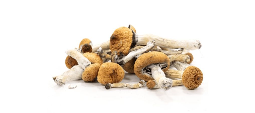 The effects of Golden Teacher shrooms vary from person to person due to various factors. 