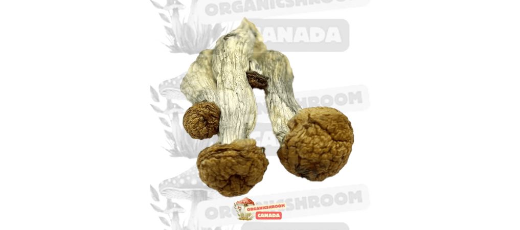 Experience the earthy flavour and wild experience of shrooms with the Gold Member - Dried Mushroom. 