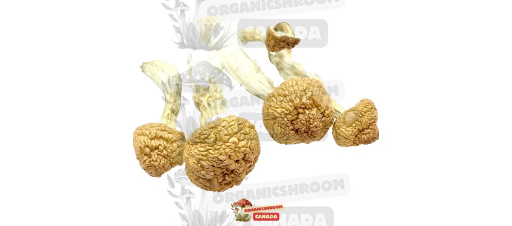 The Golden Emperor shroom is a beginner-friendly variety believed to have ties with the potent Golden Teachers strain. 