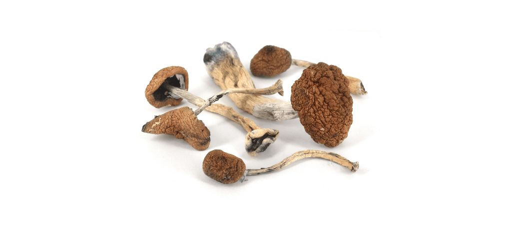 While different types of mushrooms can be easily obtained from a magic mushroom dispensary, Golden Teacher mushrooms are not your typical magic mushrooms. 