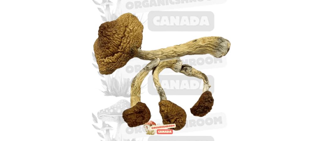 Are you looking to buy Golden Teacher online or any other in our magic mushroom strains list? Order the strongest strains of shrooms at Organic Shroom Canada today.