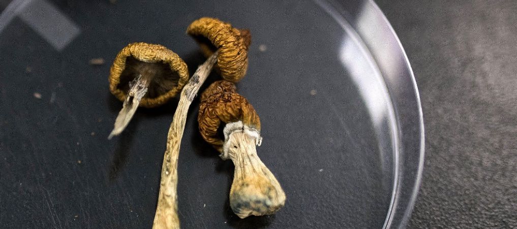 In recent years, many psychonauts have begun buying the strongest psilocybin mushrooms online and micro dosing. 