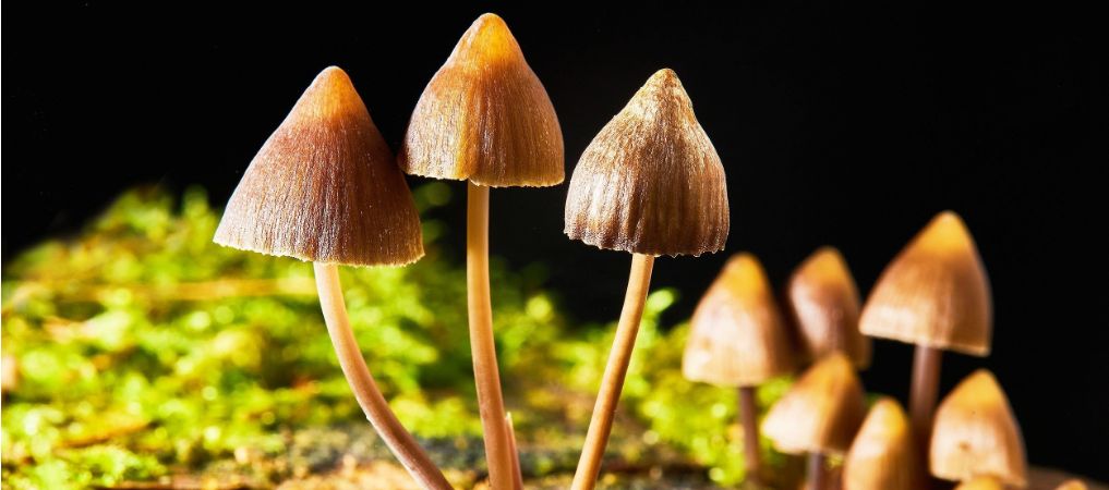 Buying magic mushrooms online can be a hassle with the variety of products available. 