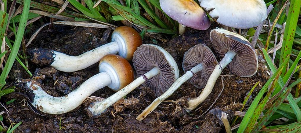 Ever wanted to try out the strongest psychedelic mushroom strains? It's important to take precautions to be on the safe side. 