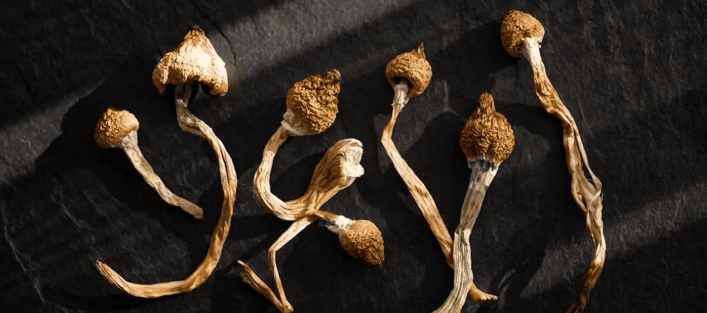 We make buying psilocybin mushrooms online effortless. Here's all you need to do to order from our mushroom dispensary in Vancouver: