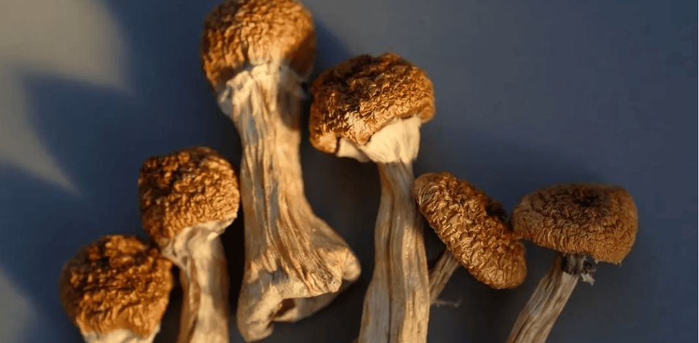 Ordering magic mushrooms online from a reliable magic mushrooms dispensary is cheap, fast, & convenient. Learn how to order magic mushrooms.