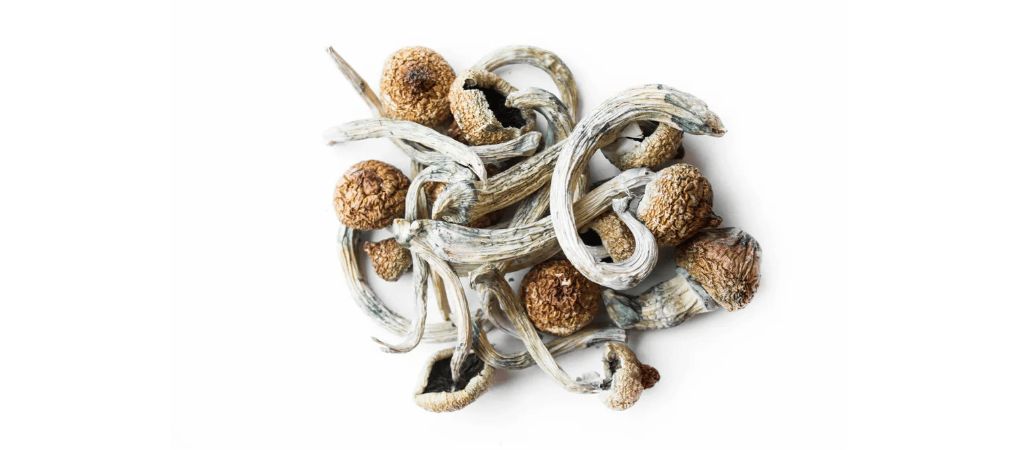 Now that you know what shrooms are and how they interact with your brain, let’s look at some of the benefits of buying psilocybin mushrooms online: