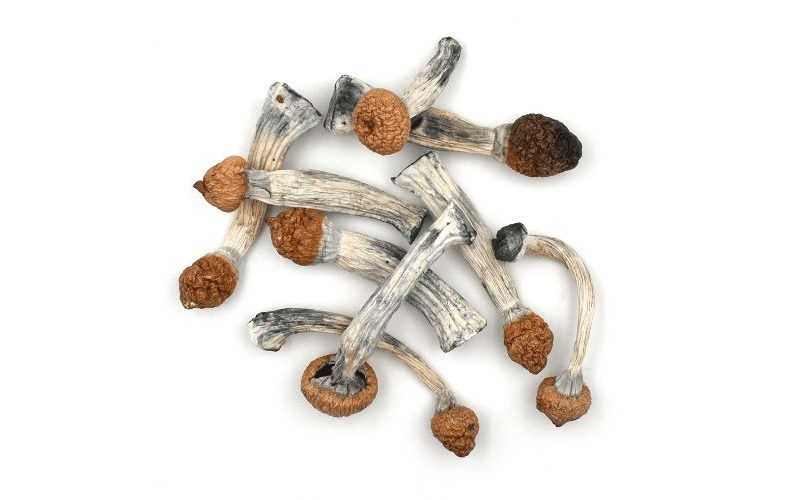 Penis Envy mushroom is a powerhouse that delivers an intense psychedelic trip. Shop your magic mushrooms at Organic Shroom Canada now!