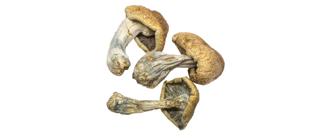 Due to their high psilocybin content, these magic mushrooms result in vivid visuals and a deep sense of introspection. 