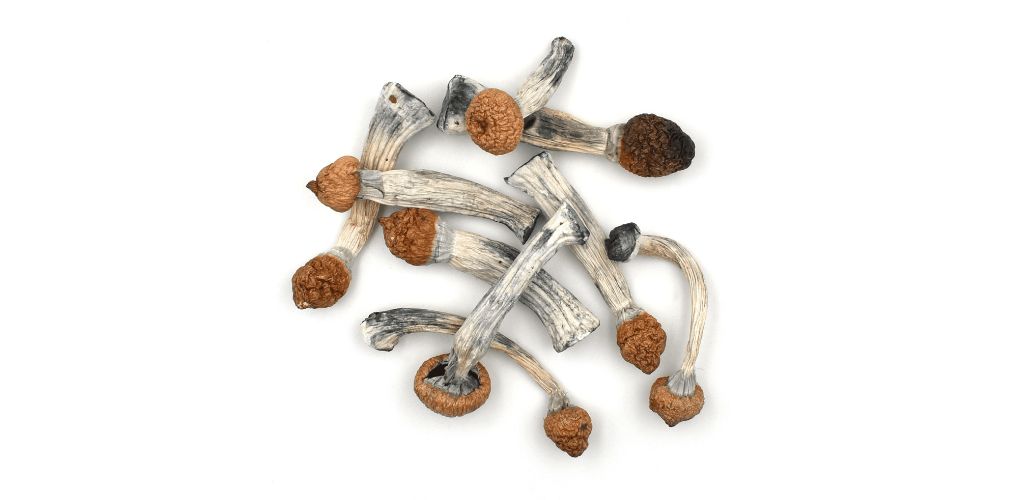 Penis Envy mushroom is a powerhouse that delivers an intense psychedelic trip. Shop your magic mushrooms at Organic Shroom Canada now!