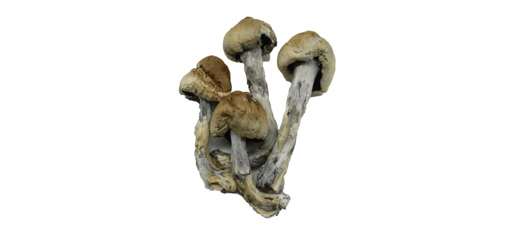 The Penis Envy Uncut is one of the most unique psychedelic shrooms available at our online shroom dispensary. 