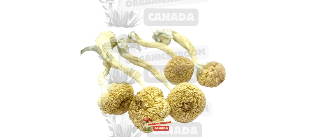 The Mexicana is among the most popular shrooms in this magic mushroom strains list. As the name suggests, this psychedelic mushroom strain is native to Mexico.