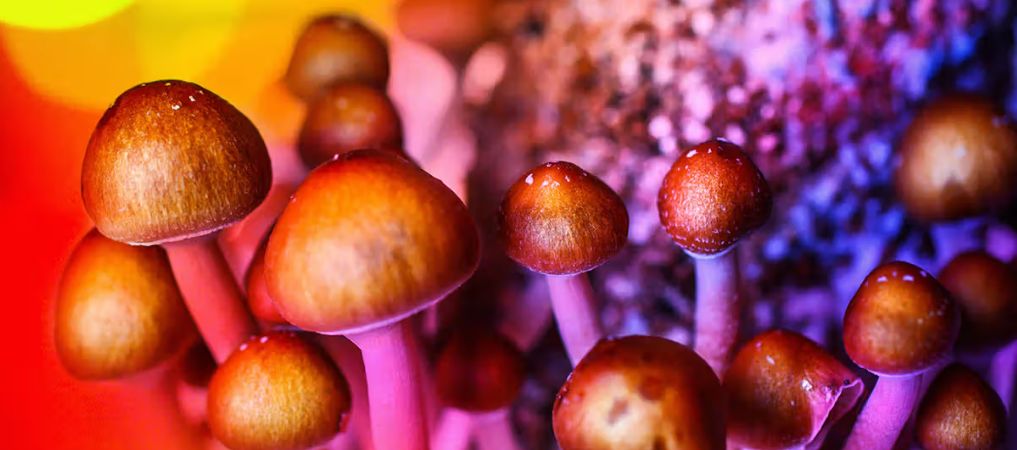 The main ingredient in shrooms, psilocybin, occurs naturally and it has powerful psychedelic properties. 