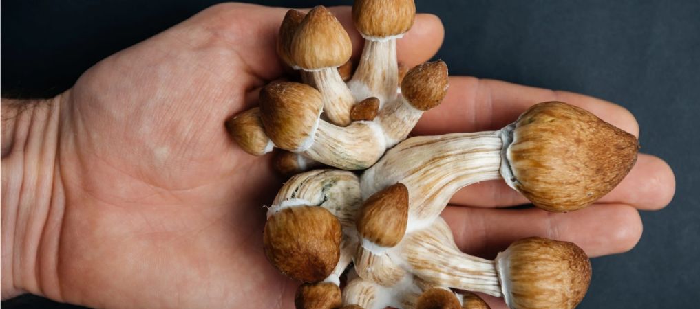 Just like cannabis, You will come across many different strains of psychedelic mushrooms when you buy shrooms online. Each strain varies slightly regarding effects, appearance, and potency.