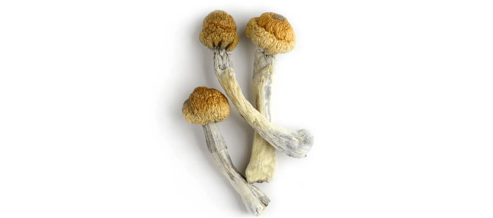 As mentioned above, Trinity shrooms are a three-strain cross between Tidal Wave, Penis Envy and Aztec God. All these are legendary shroom strains.