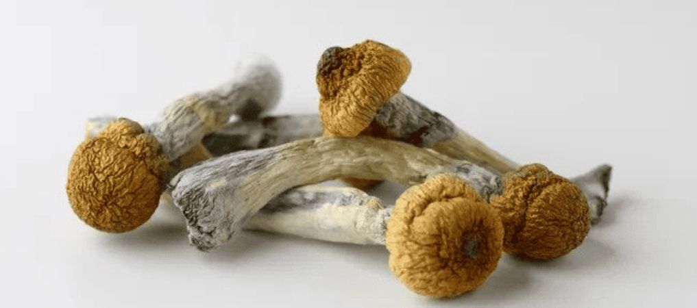 Trinity shrooms are said to be genetically similar to the infamous Penis Envy strain. Trinity shrooms are derived from the original Penis Envy and Aztec God.