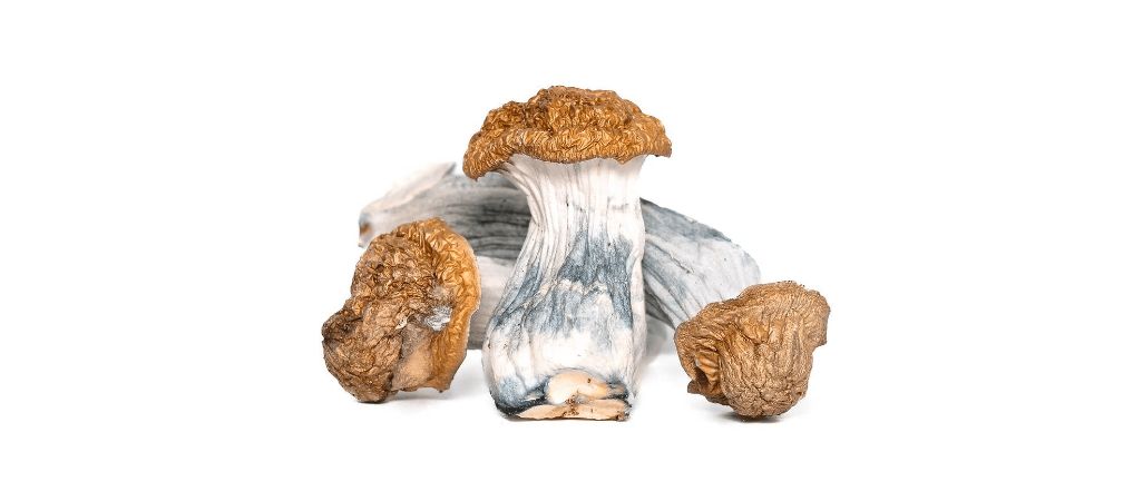 How well you prepare before consuming Trinity shrooms determines your trip's success. Avoid consuming Trinity magic mushrooms in stressful situations, as it may lead to bad trips.