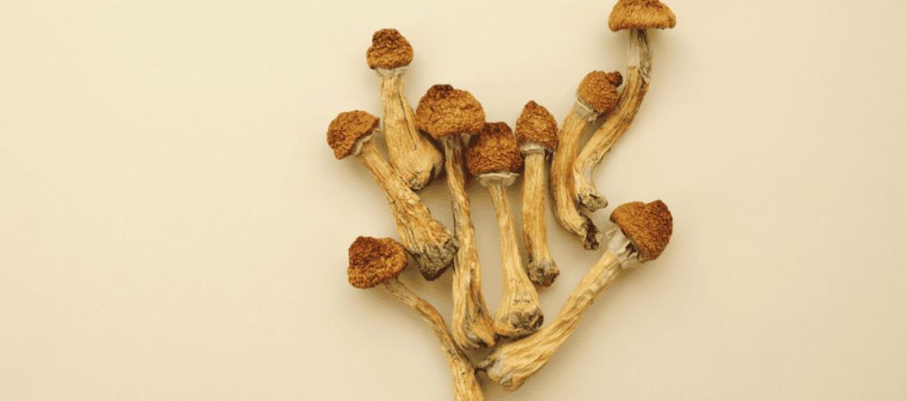 The most popular psychedelic shrooms include the Psilocybe cubensis (strains like the Golden Teacher, Penis Envy, and B+), Psilocybe semilanceata (or the Liberty Cap shrooms), and the Psilocybe azurescens.