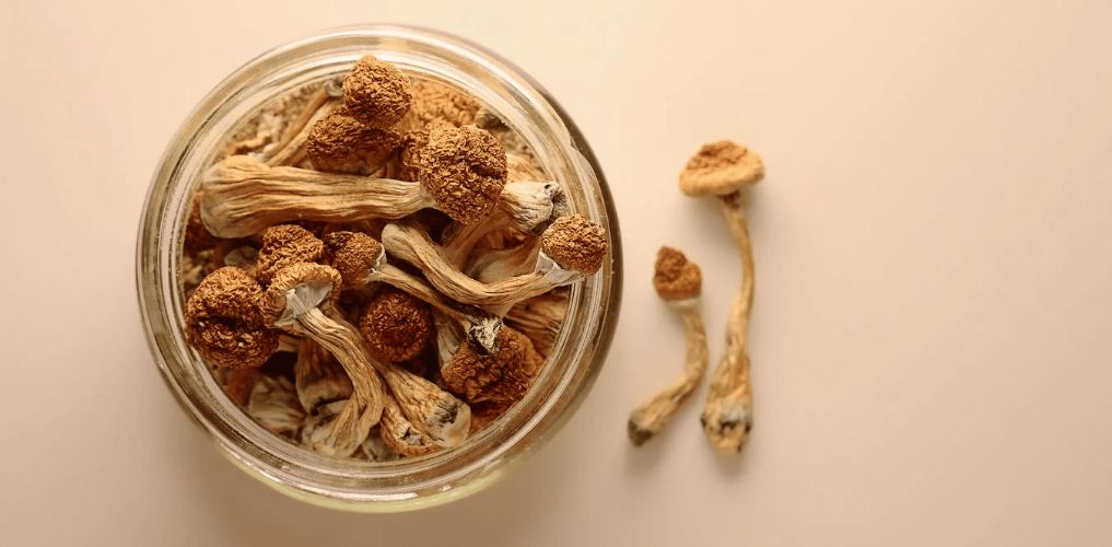 Want to try out the strongest psilocybe mushroom? Order your favourite magic mushrooms at our mushroom dispensary Vancouver, & enjoy the trip. 