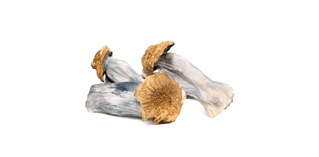 Trinity shrooms are some of the best psilocybin mushrooms in Canada. This guide tells all about Trinity magic mushrooms. Read blog now!