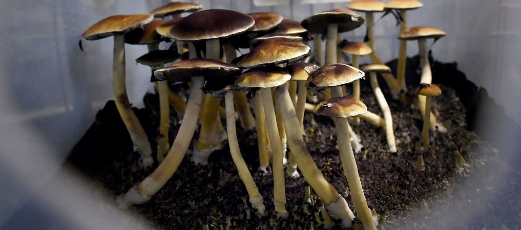 Buying psychedelic mushrooms online is safe, but only if you purchase them from a reputable source. Choose an online dispensary that provides only tested, high-quality shrooms.