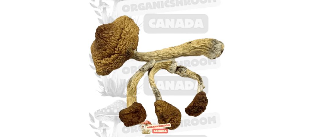 Golden Teacher mushrooms are some of the most potent shroom strains in the world. This is the strain that many psychonauts swear by.