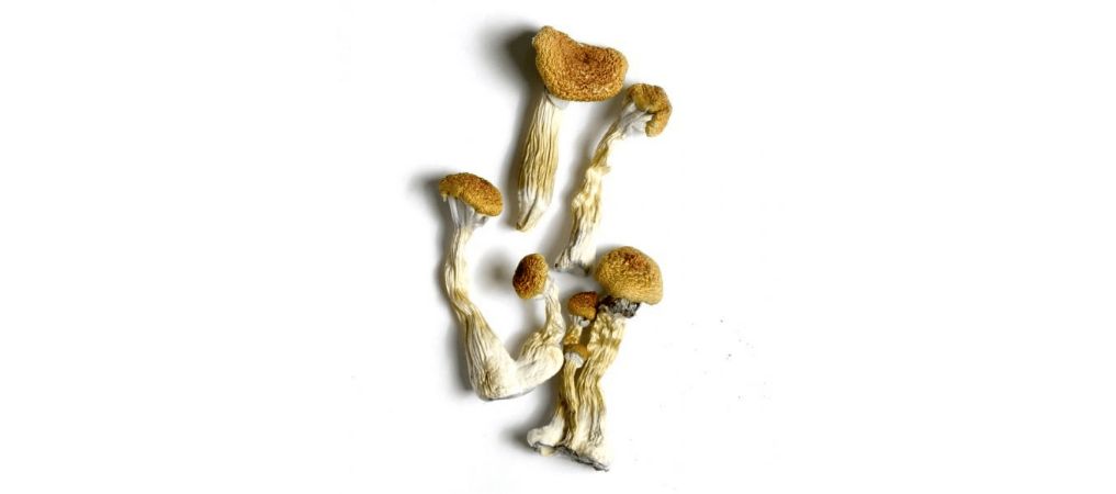 Look no further if you've been seeking the strongest psilocybin mushrooms. We're a mushroom store that sells all kinds of magic mushrooms. 