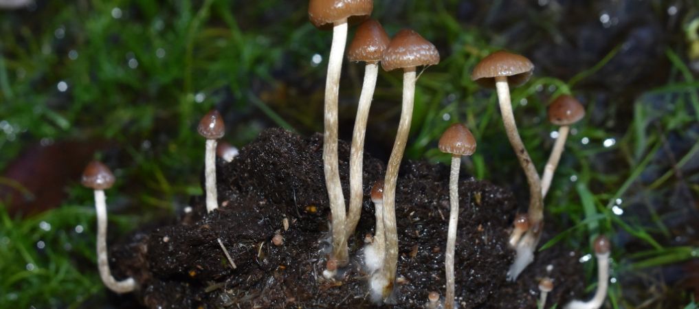 Before we answer the question of what are the strongest shrooms, we need to understand what magic mushrooms are.