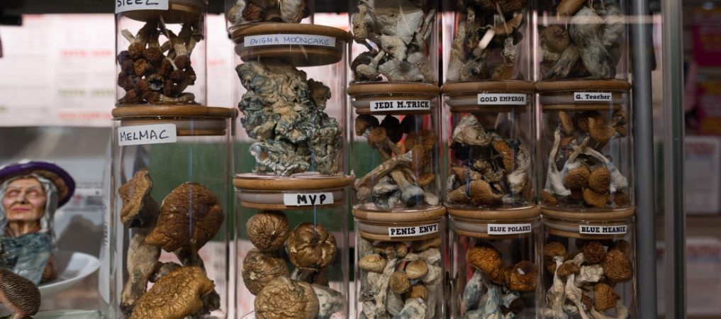 Another thing you need to know before buying psilocybin mushrooms online is the ins and outs of a magic shroom dispensary.