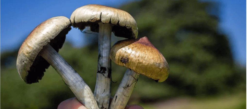 Organic Shroom Canada. We provide products such as magic mushroom edibles, micro dose mushrooms, psilocybin tea, THC vape cartridges, and DMT/LSD.