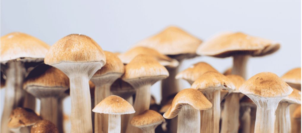 Before buying psychedelic mushrooms online, let's discuss a few things about shrooms. Firstly, what is psilocybin?