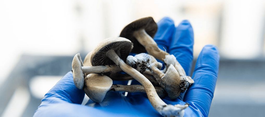 When you buy shrooms online and eat them, your body digests them and metabolizes psilocybin. This takes place in the liver and leads to the production of psilocin. 