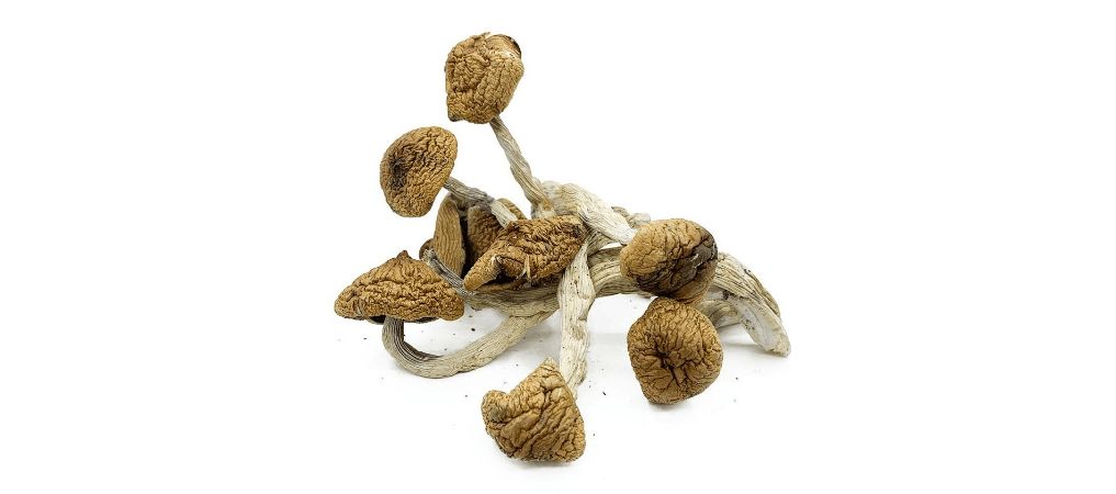 Shrooms, or magic mushrooms, are fungi containing hallucinogenic compounds called psilocybin and psilocin. These mushrooms are known for their effects and are now being studied for mental and other health benefits.