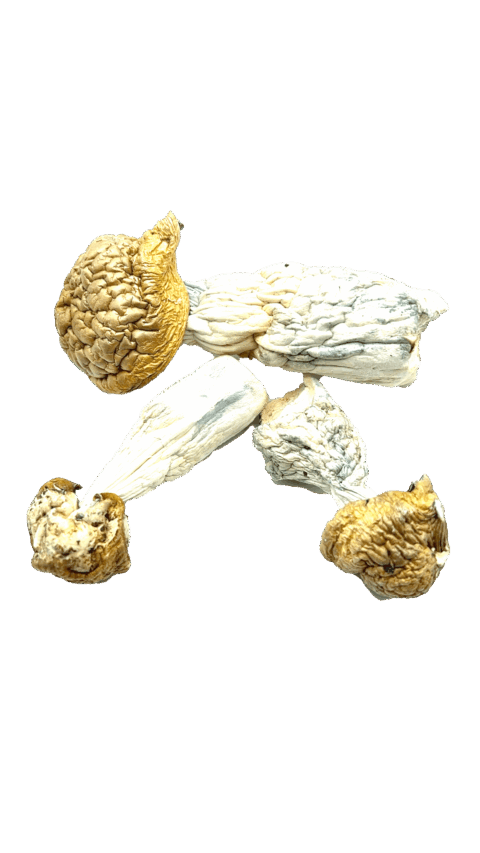 buying shrooms online Canada