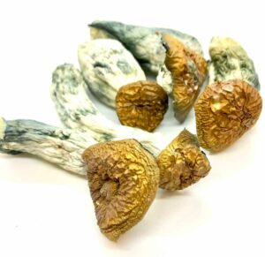 Online Mushrooms Canada, medicinal mushrooms dispensary Canada, shrooms online, buying shrooms online Canada, buy mushrooms online Canada