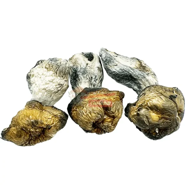 Buy Texas Penis Envy Magic Mushrooms at Organic Shroom Canada